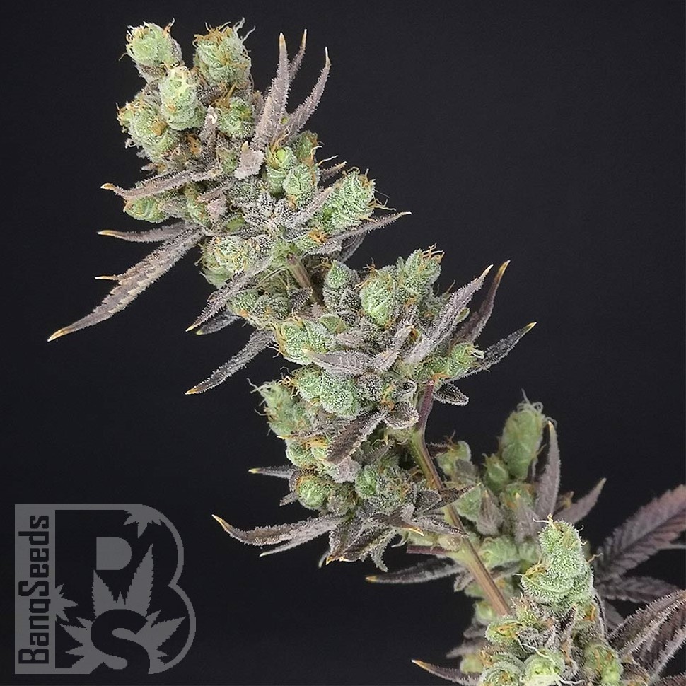 Massive Skunk feminised Ganja Seeds Massive Skunk feminised Ganja Seeds