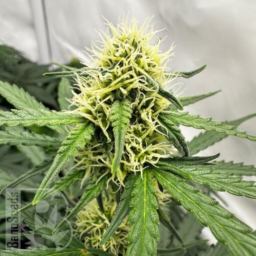 Auto Do-Si-Dos feminised Ganja Seeds Auto Do-Si-Dos feminised Ganja Seeds