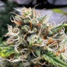 Auto Do-Si-Dos feminised Ganja Seeds Auto Do-Si-Dos feminised Ganja Seeds