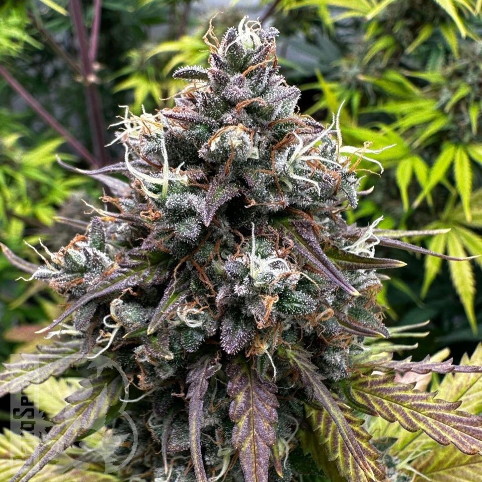 Auto Do-Si-Dos feminised Ganja Seeds Auto Do-Si-Dos feminised Ganja Seeds
