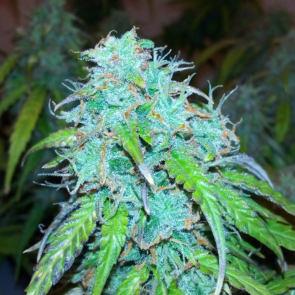 Семена марихуаны Auto Jet 47 regular Ganja Seeds