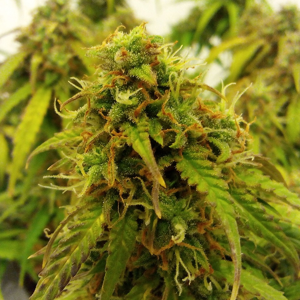 заказать семена конопли Auto Jet 47 regular заказать семена конопли Auto Jet 47 regular