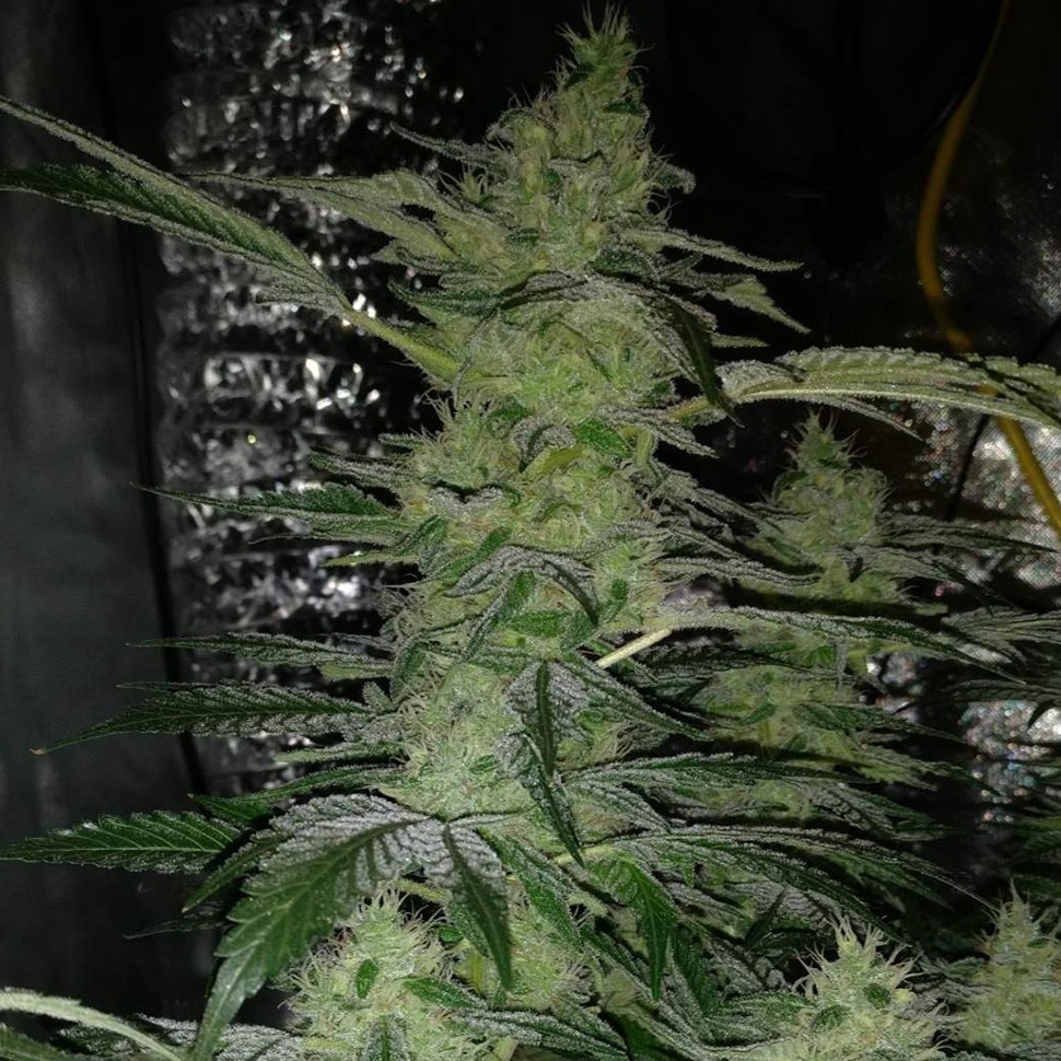 Семена конопли  Nirvana regular Ganja Seeds