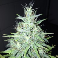 Tutankhamon feminised Ganja Seeds