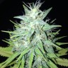 купить семена конопли тутанхамон Tutankhamon feminised купить семена конопли тутанхамон Tutankhamon feminised