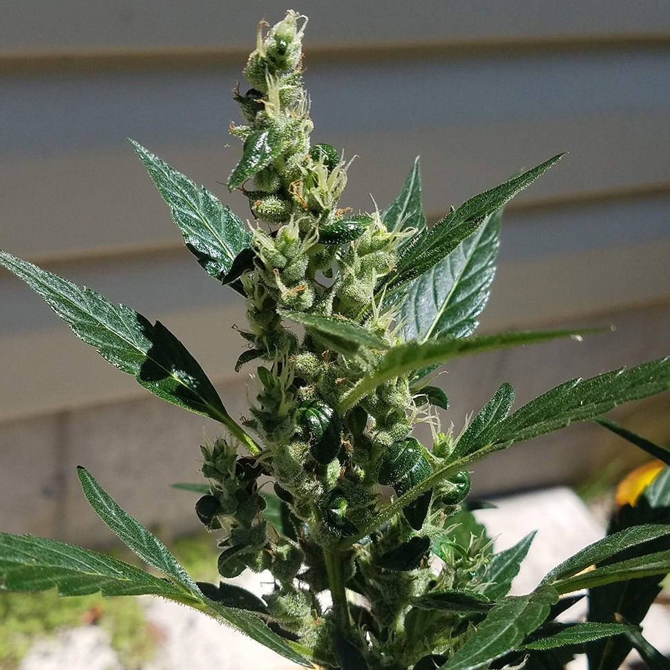 заказ семян конопли Auto Afghani regular заказ семян конопли Auto Afghani regular