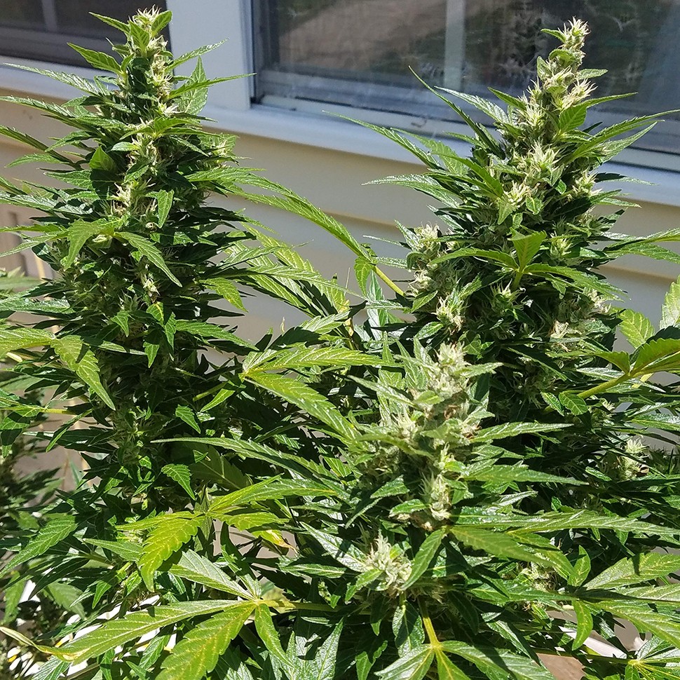 где заказать семена конопли Auto Afghani regular где заказать семена конопли Auto Afghani regular