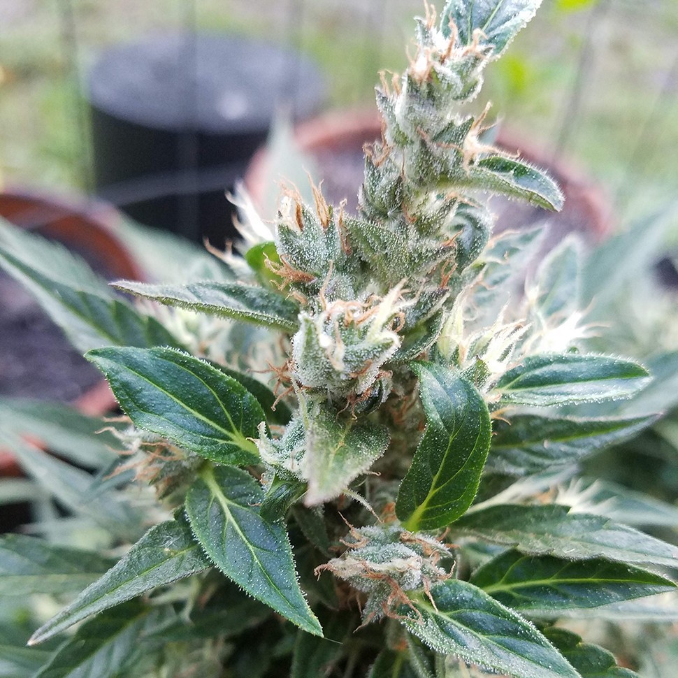 заказать семена конопли Auto Afghani regular заказать семена конопли Auto Afghani regular