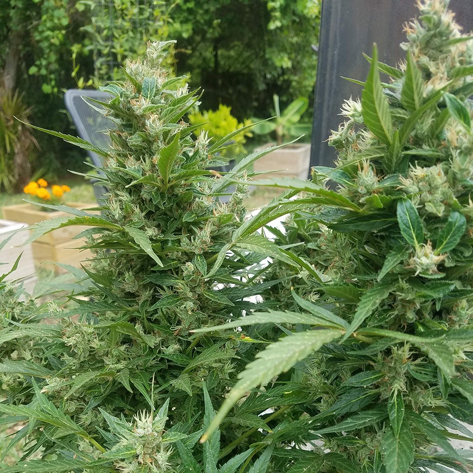 заказать на сайте семена конопли Auto Afghani regular заказать на сайте семена конопли Auto Afghani regular