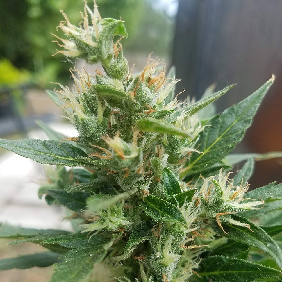 купить семена конопли Auto Afghani regular купить семена конопли Auto Afghani regular