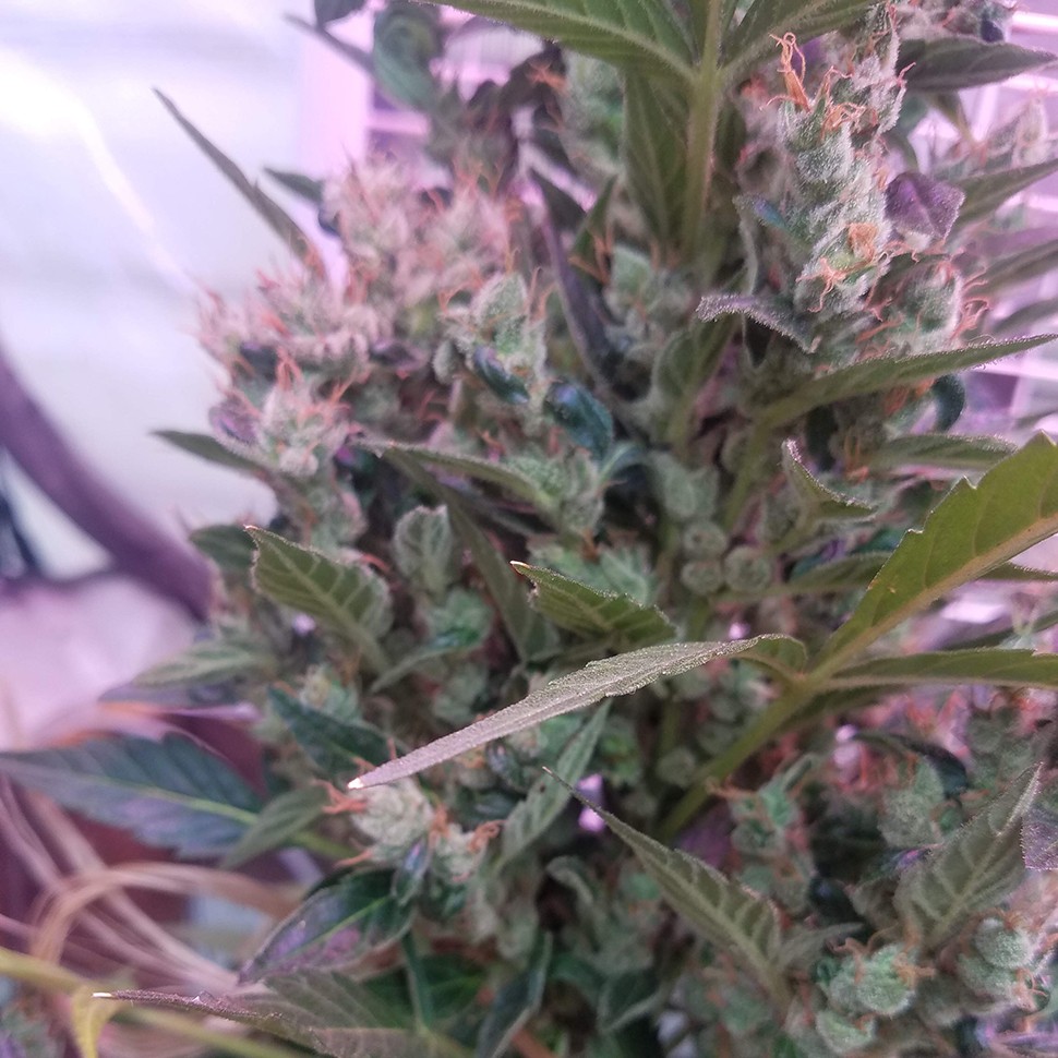 купить семена конопли недорого Auto Afghani regular купить семена конопли недорого Auto Afghani regular