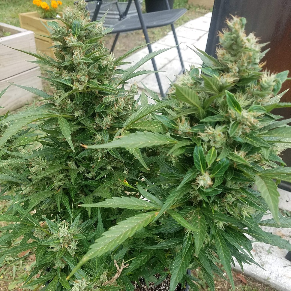 купить семена конопли в оригинальных упаковках Auto Afghani regular купить семена конопли в оригинальных упаковках Auto Afghani regular