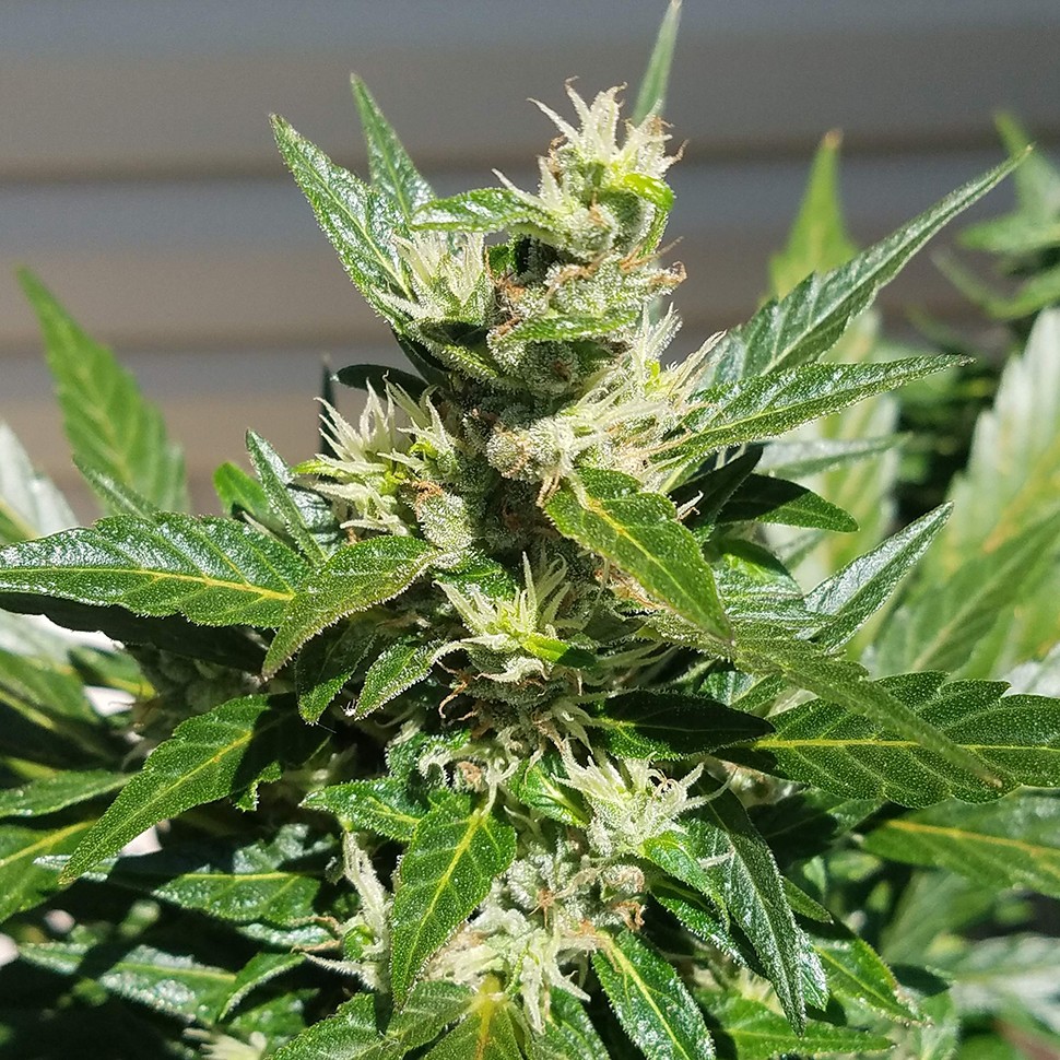 купить урожайные семена конопли Auto Afghani regular купить урожайные семена конопли Auto Afghani regular