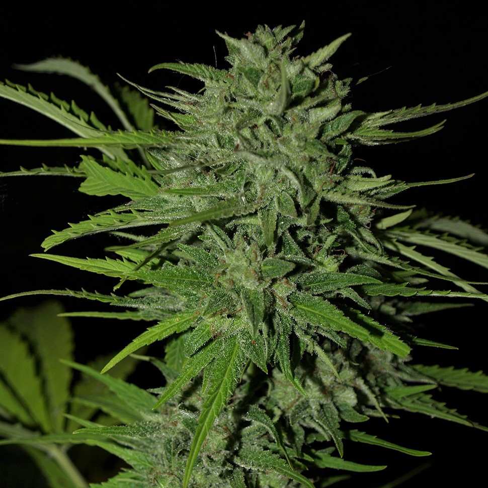 купить качественные семена конопли Auto Afghani regular купить качественные семена конопли Auto Afghani regular
