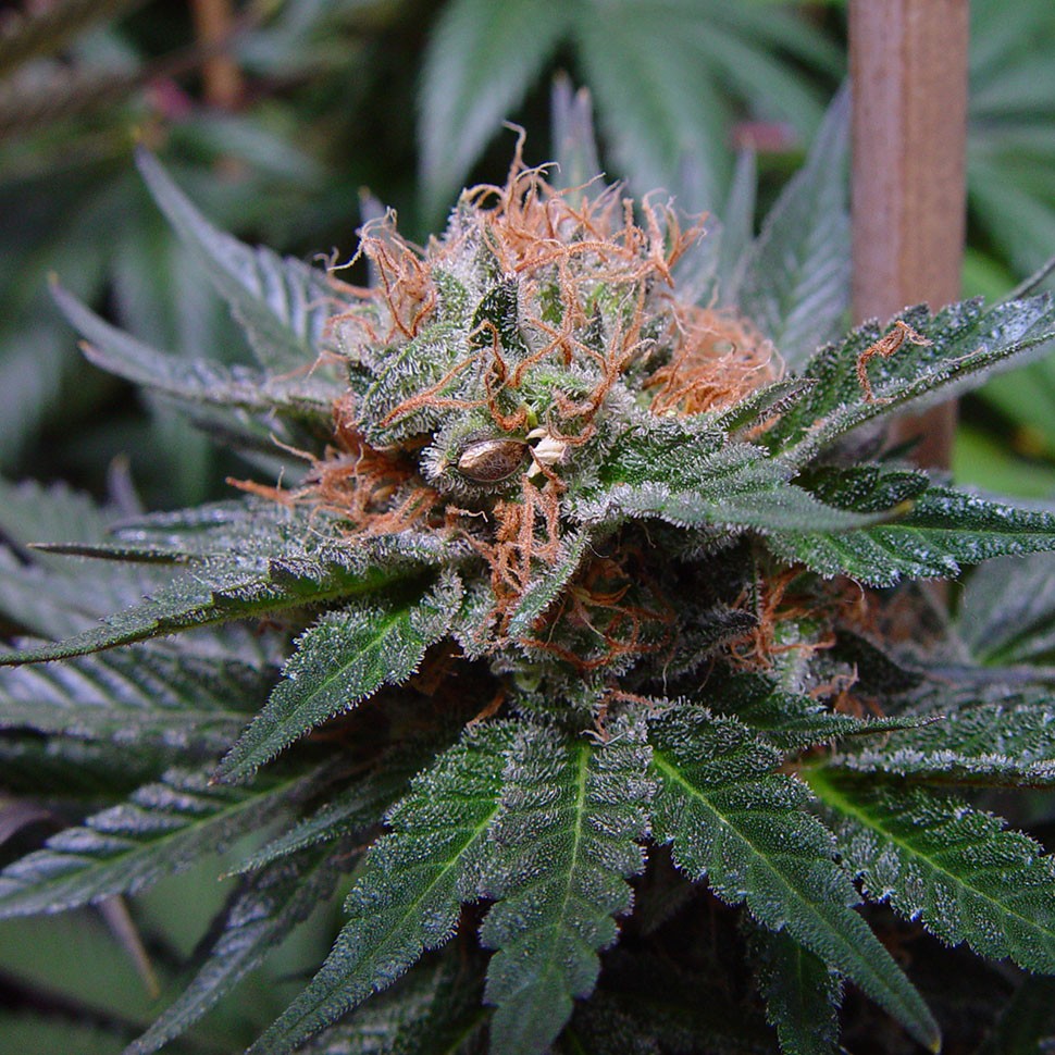 где купить семена конопли Auto Talkan feminised где купить семена конопли Auto Talkan feminised