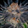 Семена Auto Talkan feminised Bang Seeds Семена Auto Talkan feminised Bang Seeds