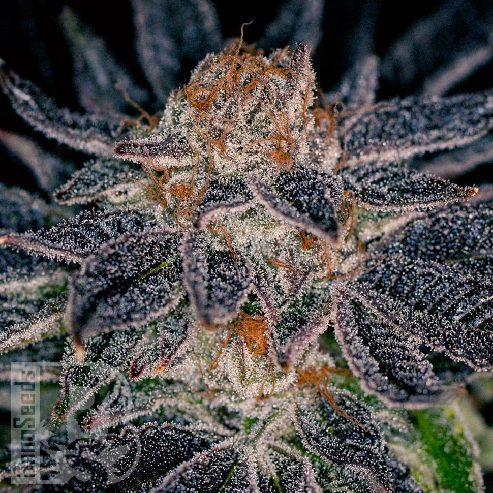 Семена Auto Talkan feminised Bang Seeds Семена Auto Talkan feminised Bang Seeds