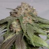 Лучшие Феминизированные семена Head Band feminised Ganja Seeds Лучшие Феминизированные семена Head Band feminised Ganja Seeds