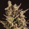 Лучший выбор семян в Интернете Head Band feminised Ganja Seeds Лучший выбор семян в Интернете Head Band feminised Ganja Seeds