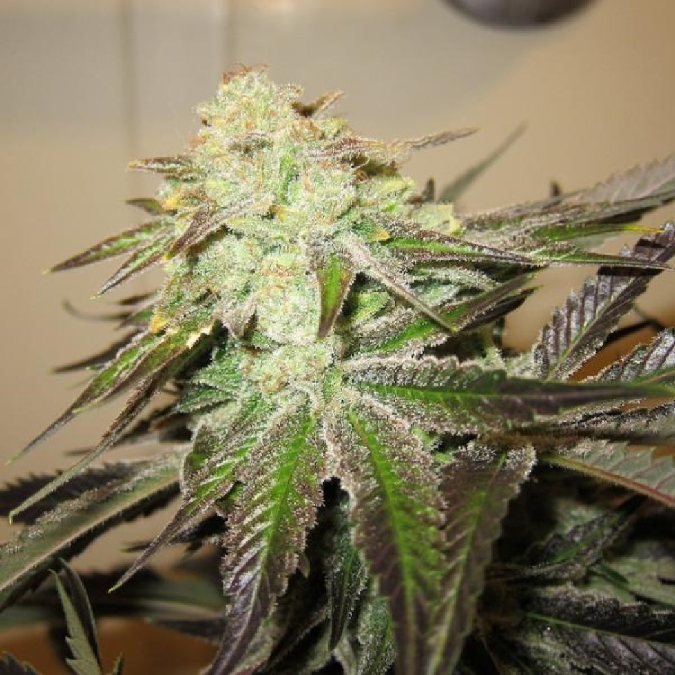 Купить семена Head Band Купить семена Head Band