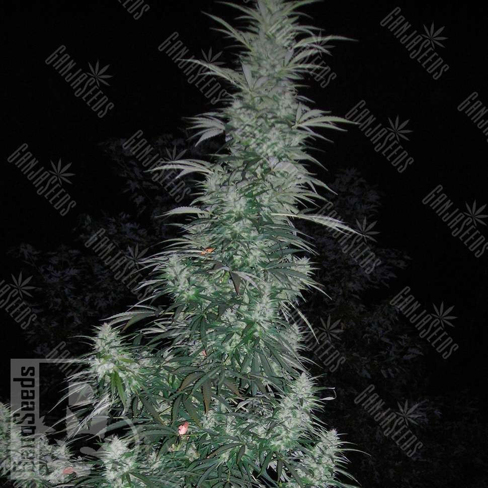 Семена Auto Panama Lime feminised Ganja Seeds