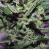 MI5 feminised Ganja Seeds MI5 feminised Ganja Seeds
