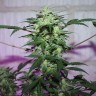 MI5 feminised Ganja Seeds MI5 feminised Ganja Seeds