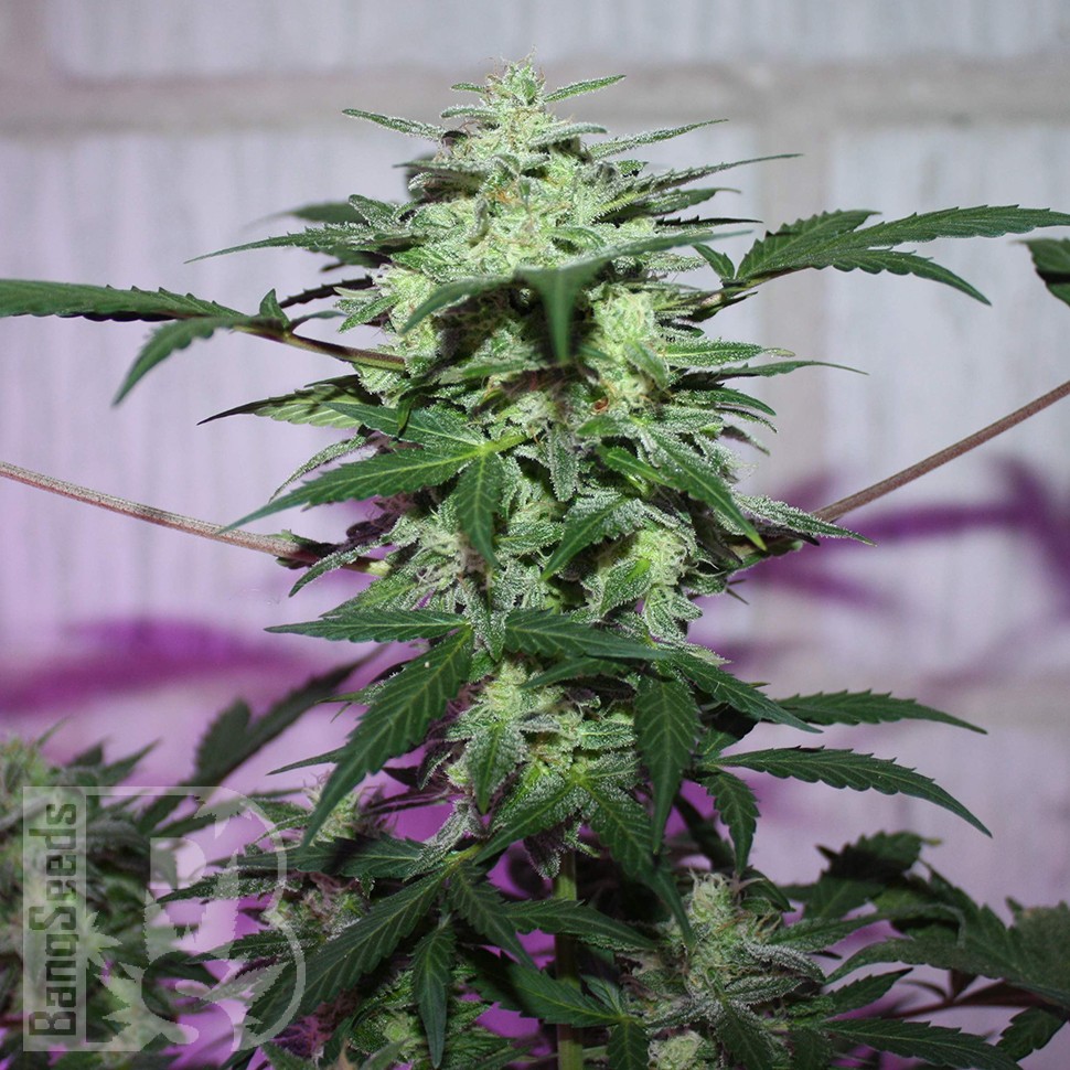 MI5 feminised Ganja Seeds MI5 feminised Ganja Seeds