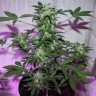 MI5 feminised Ganja Seeds MI5 feminised Ganja Seeds