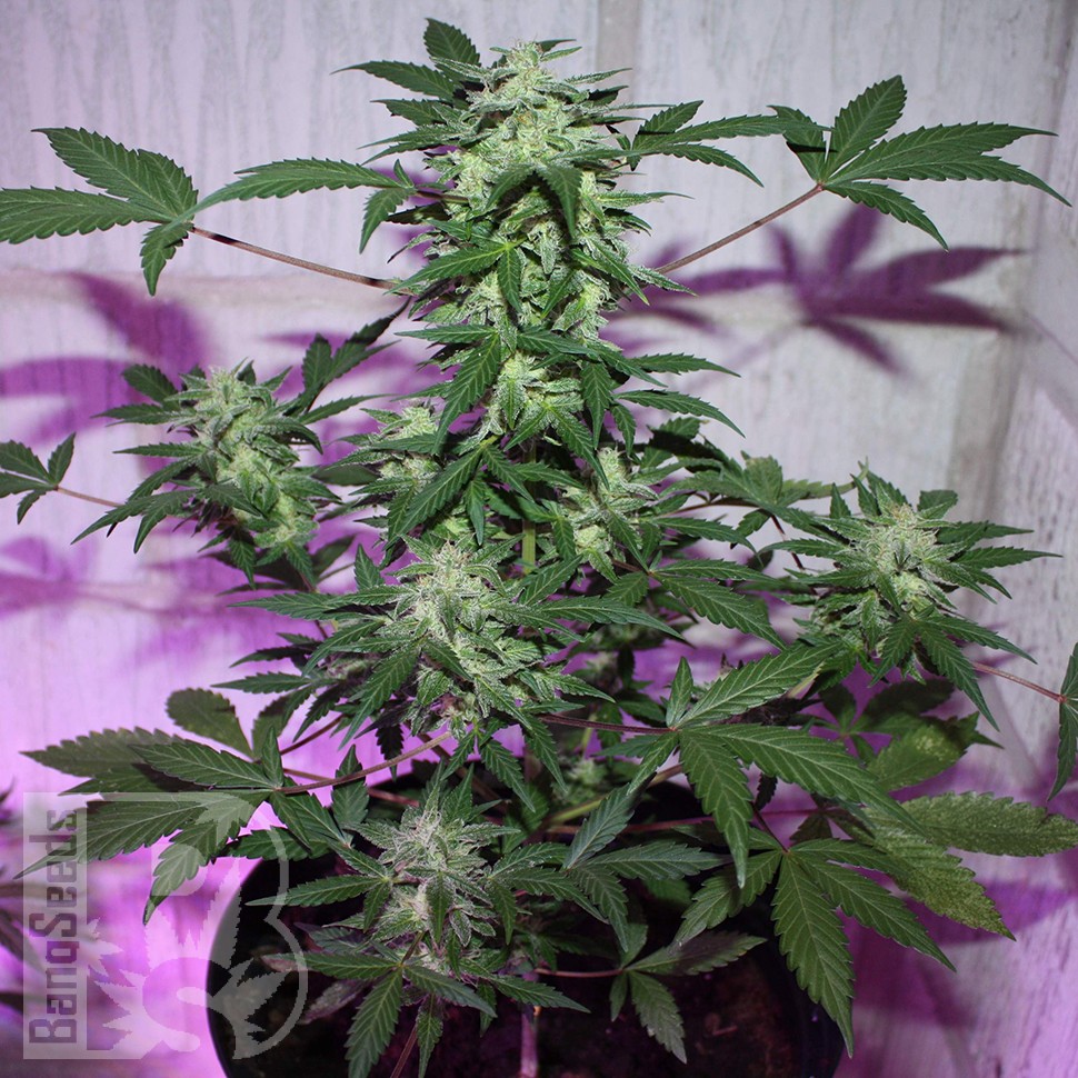 MI5 feminised Ganja Seeds MI5 feminised Ganja Seeds