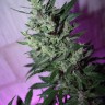 MI5 feminised Ganja Seeds MI5 feminised Ganja Seeds