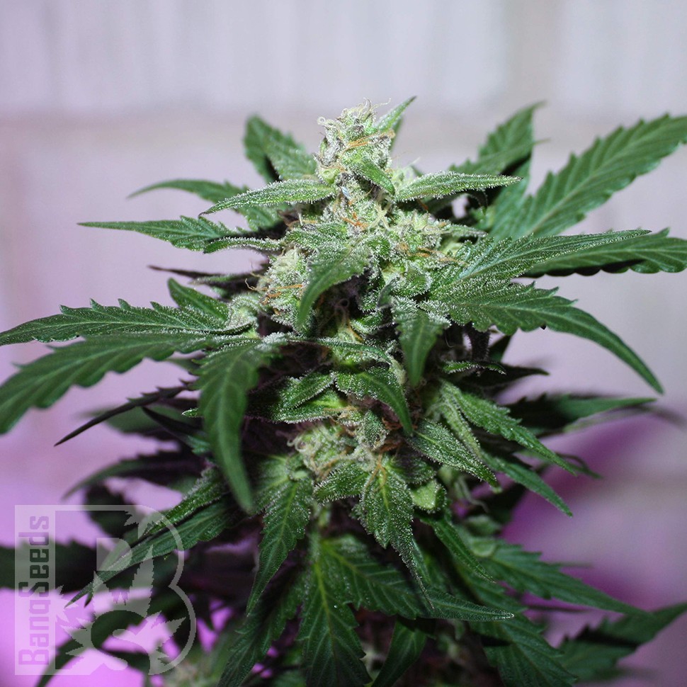 MI5 feminised Ganja Seeds MI5 feminised Ganja Seeds