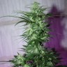 MI5 feminised Ganja Seeds MI5 feminised Ganja Seeds