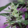 MI5 feminised Ganja Seeds MI5 feminised Ganja Seeds