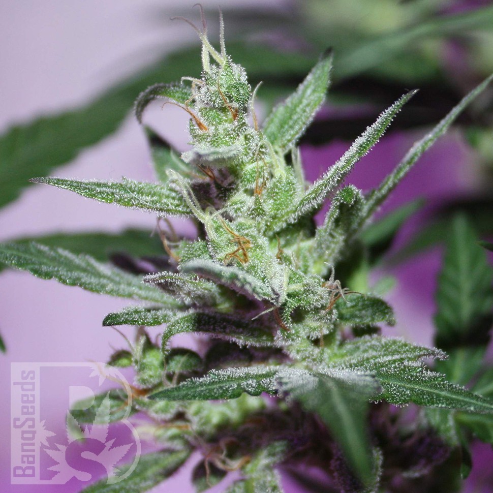 MI5 feminised Ganja Seeds MI5 feminised Ganja Seeds