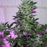 MI5 feminised Ganja Seeds MI5 feminised Ganja Seeds