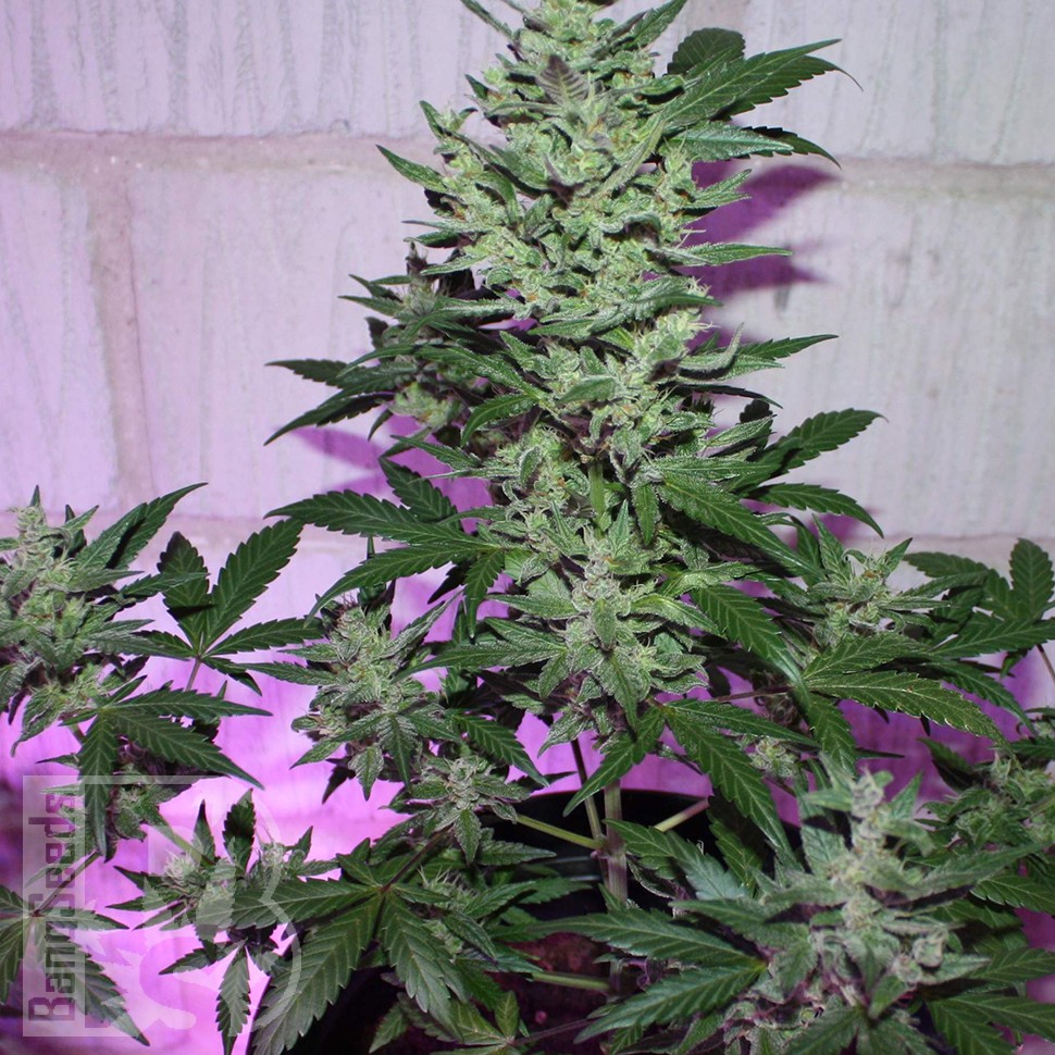 MI5 feminised Ganja Seeds MI5 feminised Ganja Seeds