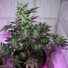 MI5 feminised Ganja Seeds MI5 feminised Ganja Seeds