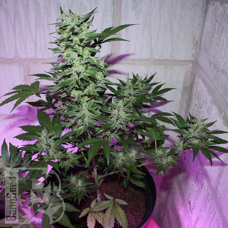 MI5 feminised Ganja Seeds MI5 feminised Ganja Seeds