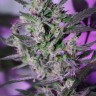 MI5 feminised Ganja Seeds MI5 feminised Ganja Seeds
