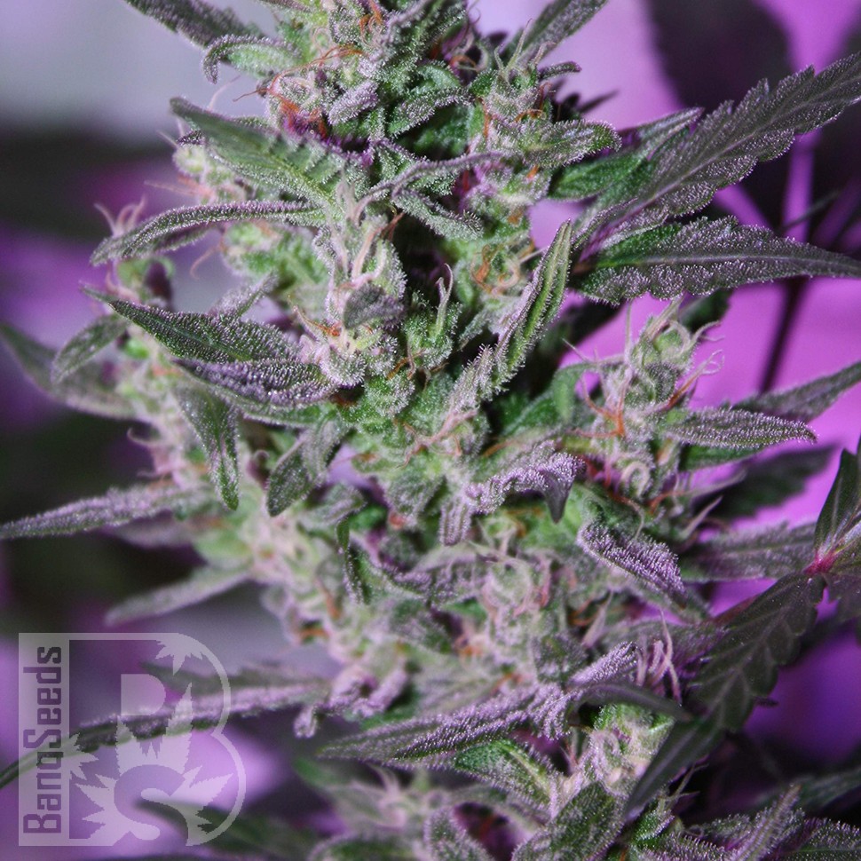 MI5 feminised Ganja Seeds MI5 feminised Ganja Seeds