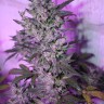 MI5 feminised Ganja Seeds MI5 feminised Ganja Seeds
