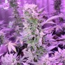 MI5 feminised Ganja Seeds MI5 feminised Ganja Seeds