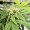Auto Jealousy Z XL feminised Ganja Seeds Auto Jealousy Z XL feminised Ganja Seeds