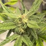 Auto Jealousy Z XL feminised Ganja Seeds Auto Jealousy Z XL feminised Ganja Seeds