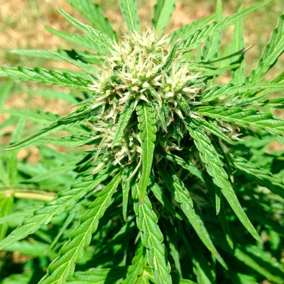 купить семена конопли в оригинальных упаковках Auto Somango regular купить семена конопли в оригинальных упаковках Auto Somango regular