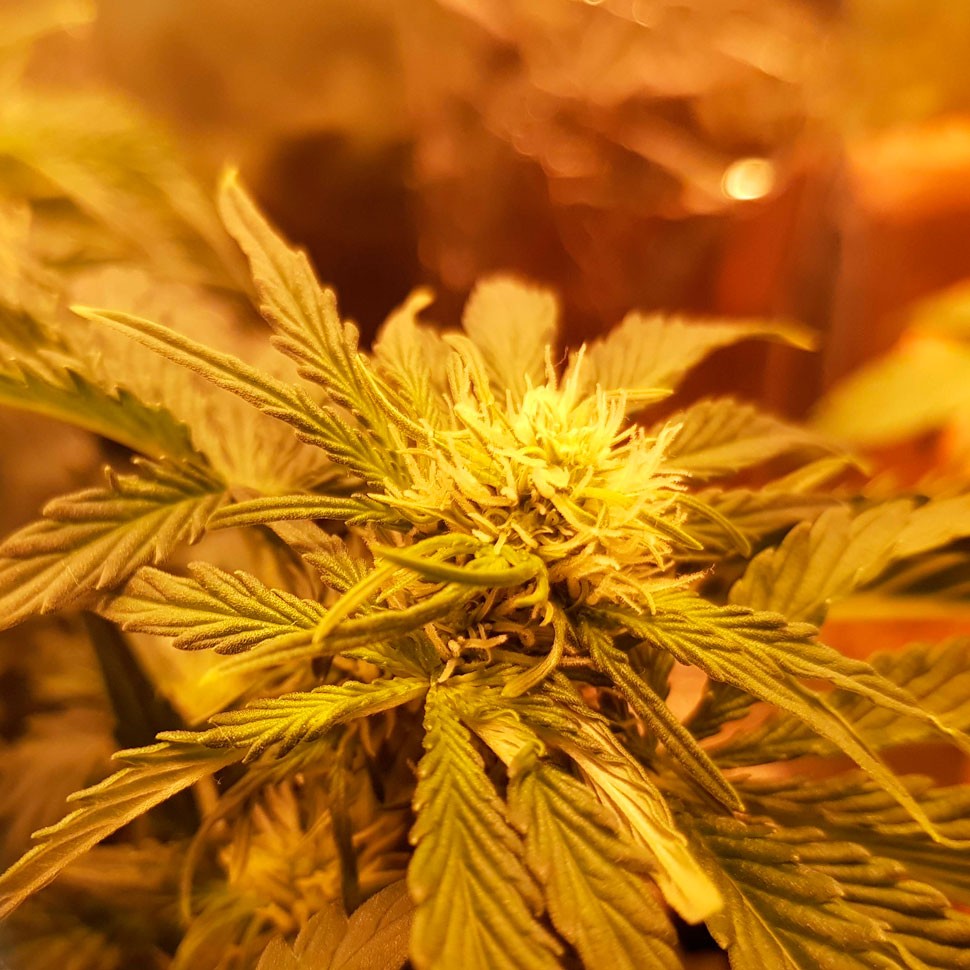 купить семена сортовой конопли Auto Somango regular купить семена сортовой конопли Auto Somango regular