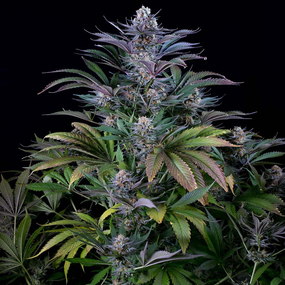 Семена марихуаны Silver Haze regular Ganja Seeds