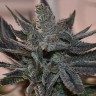 Семена марихуаны Silver Haze regular Ganja Seeds Семена марихуаны Silver Haze regular Ganja Seeds