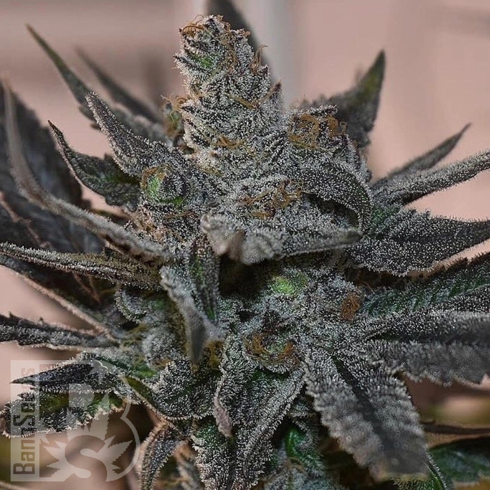 Семена марихуаны Silver Haze regular Ganja Seeds Семена марихуаны Silver Haze regular Ganja Seeds